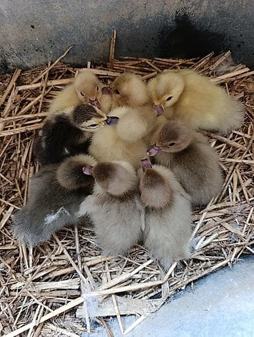 avcarka satilir: LAVANDA Lal Ördək Balsi Satılır. 9 Ədəd. 3 Günlük. Təmiz sort. Şəkili — 2