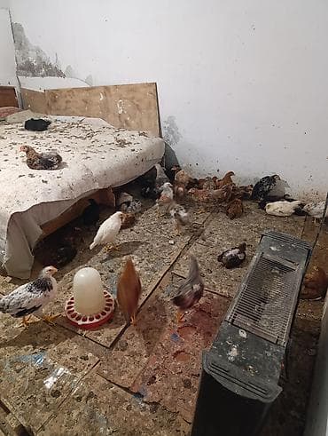 avcarka satisi: Toyuq cücələri, Damazlıq — 10