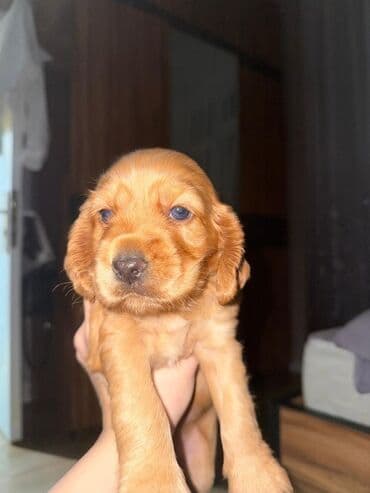 cocker: Koker spaniyel — 3