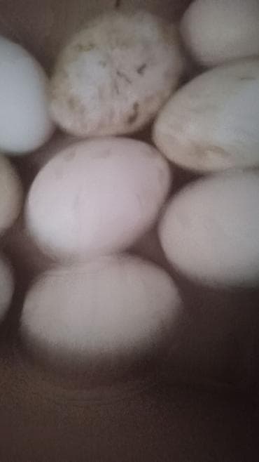 Qaz yumurtası teze mayilli 1.50 qepik 0559402388 - Yumurtalar iri