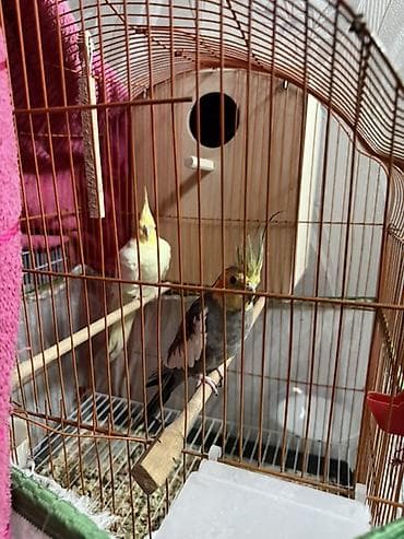 dana satişi: Hazir Biznes satilir tecili Nymphıl (kakadular) və sevda tutquşları – — 2