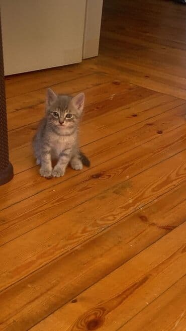 rottweiler satış: Tabbi, Yaxşı əllərə — 1