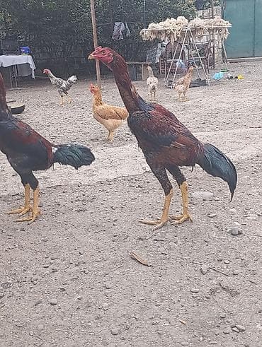 qala cinsi qoyun satilir: Xoruz, il: <1, Ödənişli çatdırılma — 4