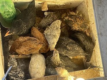 toyuq setkası: Toyuq, Australorp, Damazlıq, Ünvandan götürmə — 3