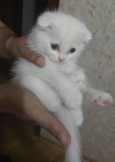 котята в добрые руки: Табби, В добрые руки — 5