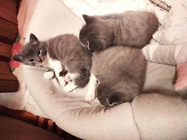 pişim: Britan, Erkək, Dişi — 2