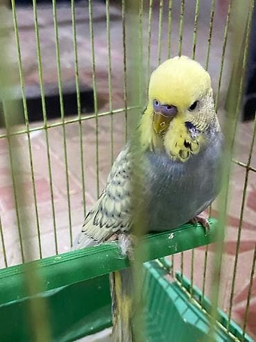 Tutuquşları: Tutuquşu Rainbow Çex növüylə qarışıq.Erkək-dişi. Barter olar(baxır — 1