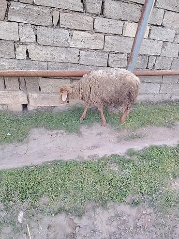 mal satisi: Dişi quzu etlil — 1