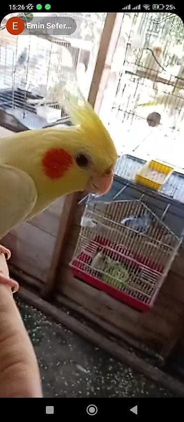 ev qus: Məhsul: Nimfa (Cockatiel) tutuquşuları və qəfəs dəsti Təsvir: - — 2