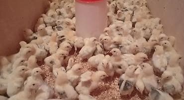 Toyuq cücələri, Ətlik