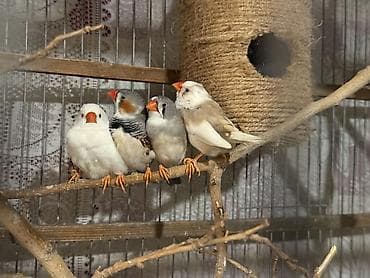 Gəmiricilər: Məhsul: Ev quşları – tutuquşu və zebr ispinozu (çeşidli rənglər) — 3