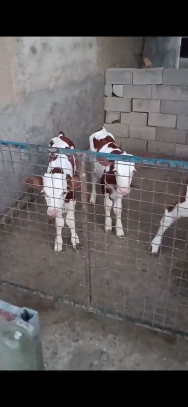 imişli cucə yemi: Süd istiqamətli buzovlar - Rəng: ağ-qəhvəyi xallı - Say: bir neçə baş — 3