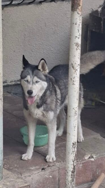 qara xaski: Xaski — 1