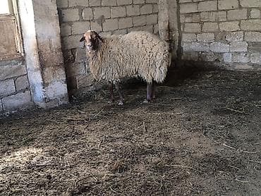 hinduşka əti: Damazli qoc bir yas yarimliq — 4