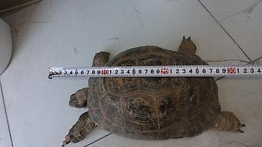 Quru tisbaxa boyuk olcude cekisi 5kilo. diwidi uzunluq 30sm eni — 6