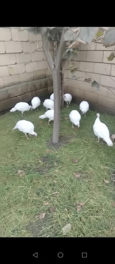 3 toyuq 3 gune 3 yumurta: Dişi, Kanada, Damazlıq, Ödənişli çatdırılma — 2