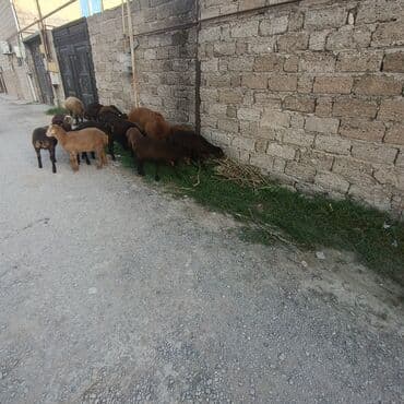 Salam hervaxdız xeyir saxlamlıq quzularm cxdı satqa isdiyen elaqe — 16