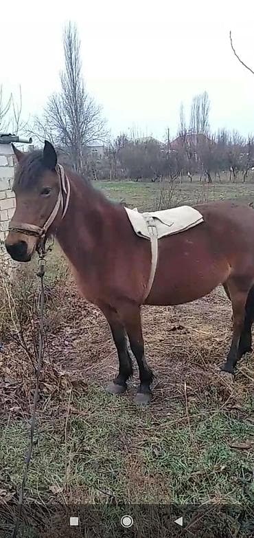 Qəhvəyi rəngdə at – kənd təsərrüfatı işləri və minik üçün - Rəng