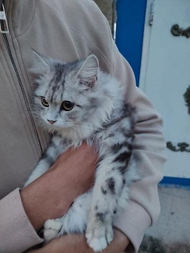 scotland pisikler: Tabbi — 3