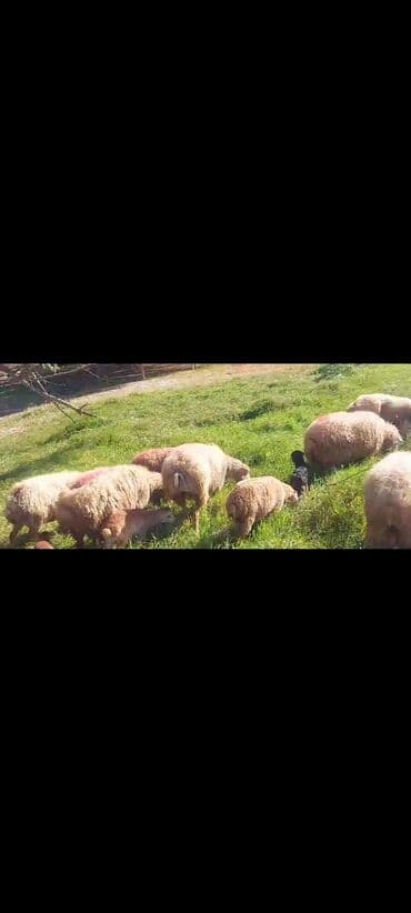 bakida cins ineklerin satisi: Dişi, il: 2, 50 kq, Damazlıq, Ünvandan götürmə — 3