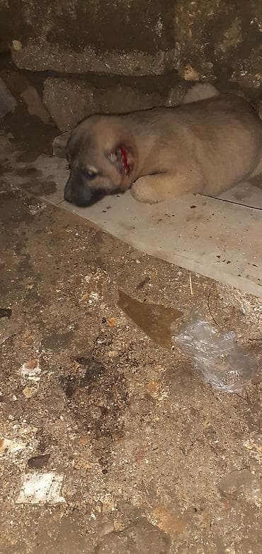 şpitz itləri: Kanqal, 1 ay, Erkek — 6