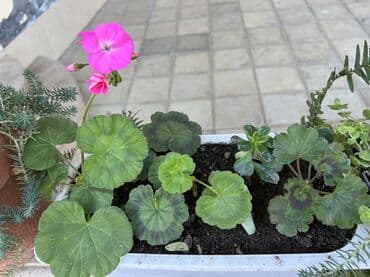 ev qizdiricilari: Xalça — 57