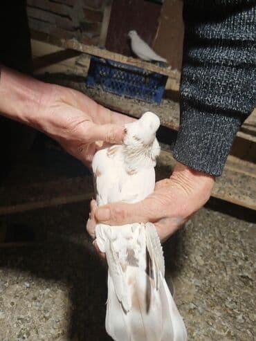 lalafo goyercin satisi: Ağ rəng üstünlük təşkil edən ev göyərçinləri – dəst halında. - — 6