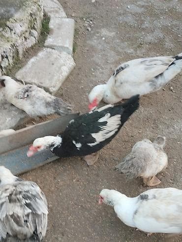 Erkək, | Lal ördək, Ətlik