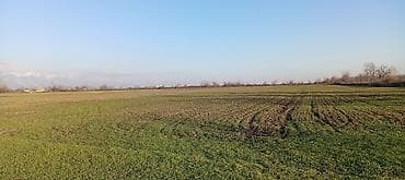 neftciler satilan evler: Kənd təsərrüfatı — 4