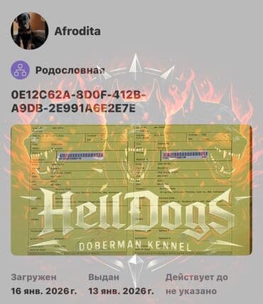 doberman it: Doberman, 1 ay, Dişi, Sənədli, Ünvandan götürmə — 5