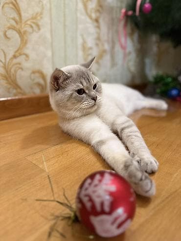 мини пудель: Sahibləndirilir : Paroda Colorpoint Chincilla 3 yaş Erkək hal hazırda — 3