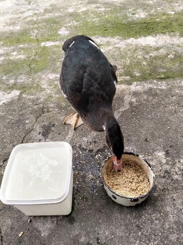 quzu şəkilləri: Erkək, | Lal ördək, Damazlıq, Ünvandan götürmə — 11
