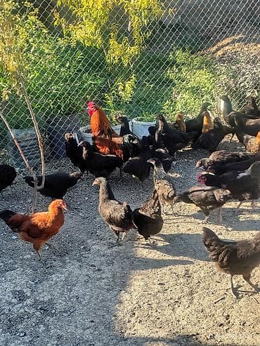 toyuq satışı: 🐔 Australorp Toyuqun cücələri satışda! Şəkildə qeyd olunmuş — 1