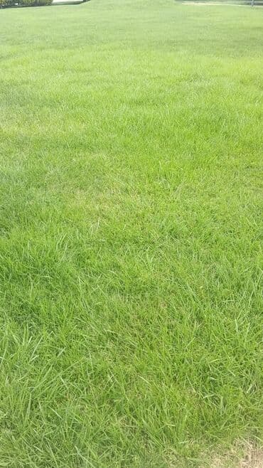 perlit qiyməti: Torf ekolayf perlitli 250 litrlik torf perlitli organik gubre torf — 26