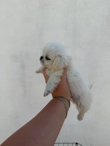 pekinesin qiymeti bazarda: Pekines, 3 ay — 4