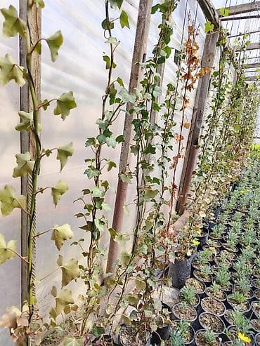 panel plastik: Məhsul: Qablarda dekorativ bəzək kolları və güllər - Qızılgül (Rosa) — 5