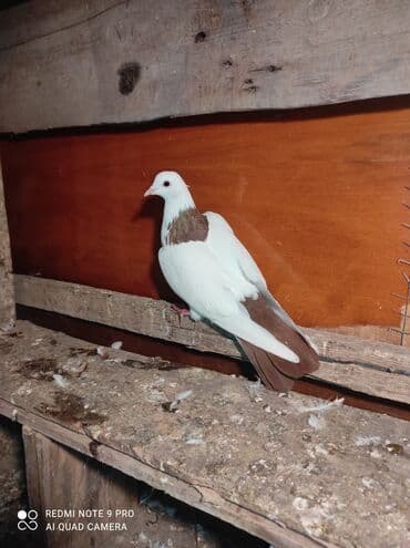 Qiymət razılaşma yolu ilə. qırmızı boynu gullu erkekdi sarı boynu lalafo.az -da Qiymət razılaşma yolu ilə. qırmızı boynu gullu erkekdi sarı boynu