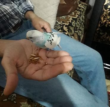 heyvan bazari quslar: 2 aylıg qırmızı göz ələ öyrəşmiş quşdu
sumqayit — 2