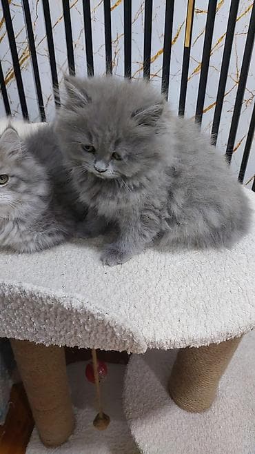 Şinşilla, Dişi, Yaxşı əllərə, Ünvandan götürmə