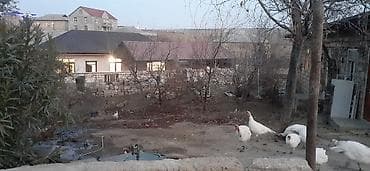 Mənzillər: 12 sot, Biznes üçün, Mülkiyyətçi, Kupça (Çıxarış), Bələdiyyə, Müqavilə — 7