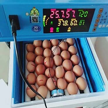 qirqovul satilir: Çin, Fabrik istehsalı, Tam avtomat, Bütün növ quşlaq üçün — 2