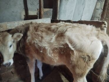 Kia: Danalar satilir tecili mallar Gilezide baki quba yolunun usdundedi tam — 6