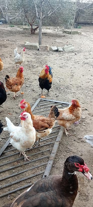 Pişiklər: Toyuq, Damazlıq, Ödənişli çatdırılma — 3