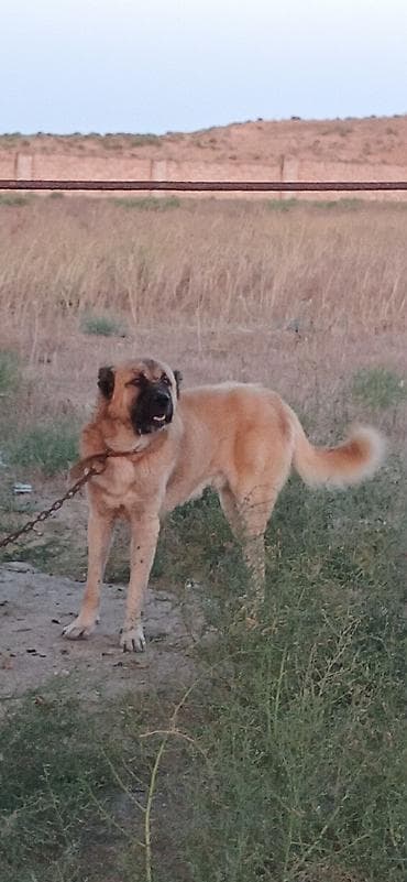 cücə satışı: Гурдбасар, 2 года, Самец, С прививками, Платная доставка — 6