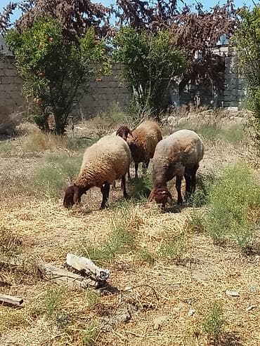 qoyun yanıbala: 1 erkəy qoç 9 aylığ 
1 erkəy toğlu 5 aylığ 
2 şişəy — 3