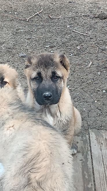 keçi qoyun: 1 ay — 9