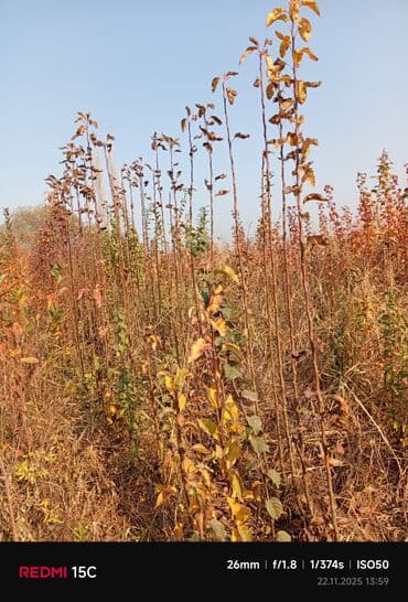 dekorativ yonca toxumu: Meyvə ağacı tingləri – müxtəlif sortlar - Məhsul: Meyvə bağları üçün — 7