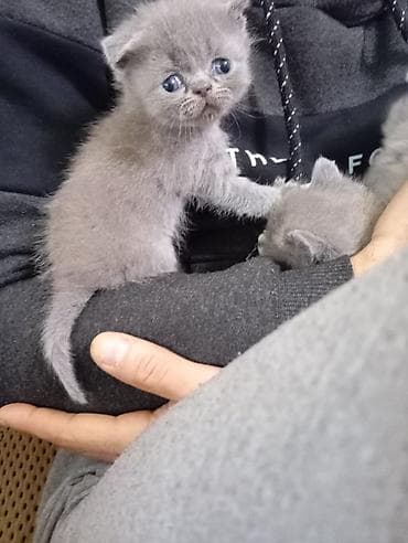 qold pişik: Britan — 8