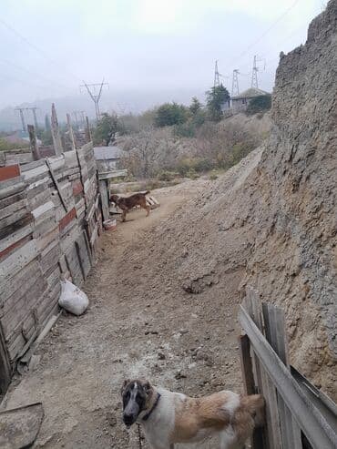 maraqli it adlari: İri cüssəli, qısa tüklü, tünd qəhvəyi rəng çalarlarında it. Boy ölçüsü — 10