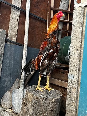 pavlin goyercin satisi: Heyratı xoruzu tergizirem Barter var yumurtuyan heyet toyuqlarıyla — 1